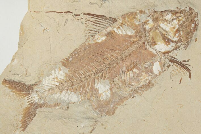 Cretaceous Fossil Fish (Nematonotus) - Hjoula, Lebanon #202120
